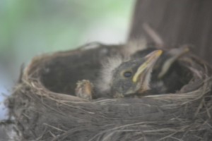 Baby robins are looking around now