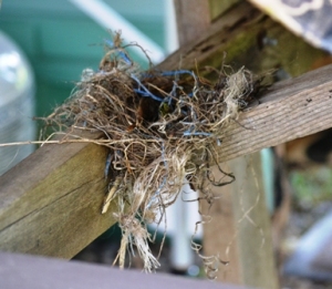 One of several initial nest building attempts
